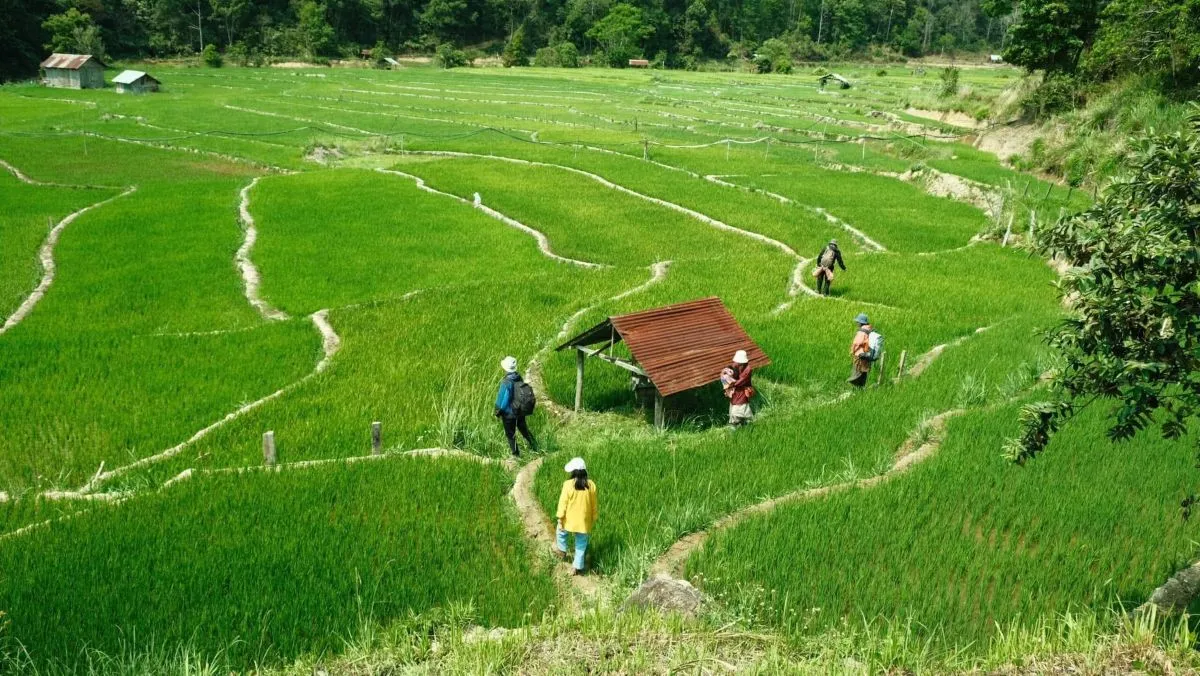 mộc little farm